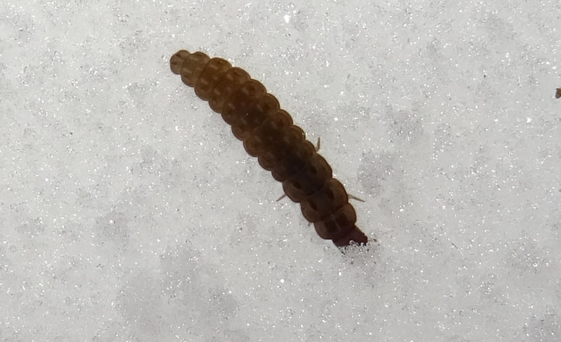 larve di........ Cantharidae